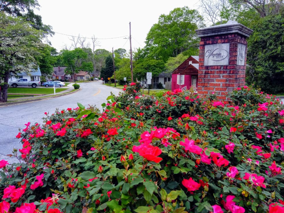 Roses at the entrance of Virginia Park